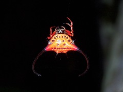 Macracantha arcuata