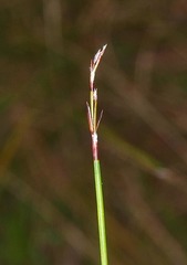 Netrostylis capillaris