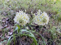 Melanthiaceae