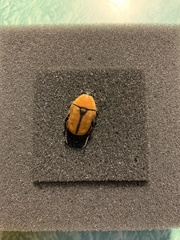 Diaphonia xanthopyga