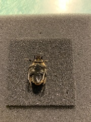 Diaphonia xanthopyga