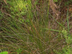 Netrostylis capillaris