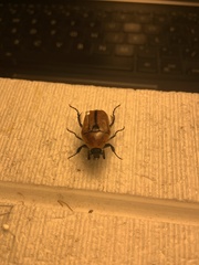 Diaphonia xanthopyga