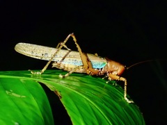 Eumacroxiphus brachyurus