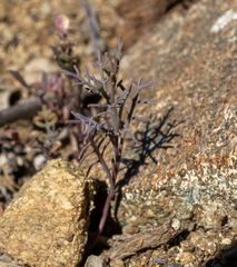 Sibara filifolia