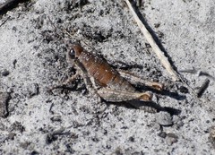 Phaedrotettix accola