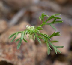 Apiastrum angustifolium