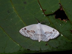 Teldenia specca