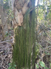 Vittaria lineata image