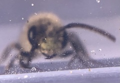 Parandrena
