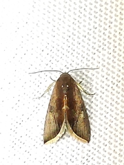 Micrathetis canifimbria