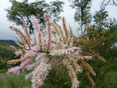 Mimosa benthamii