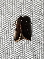 Micrathetis canifimbria