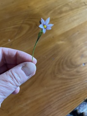 Sisyrinchium rosulatum