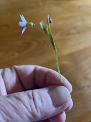 Sisyrinchium rosulatum