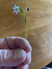 Sisyrinchium rosulatum