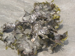 Padina durvillei