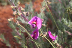 Swainsona campylantha