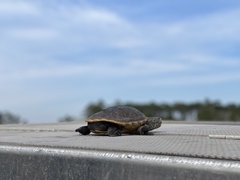 Malaclemys terrapin pileata