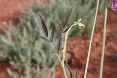 Swainsona campylantha