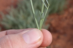 Swainsona campylantha