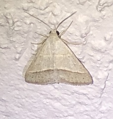 Hemeroplanis parallela