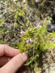 Clinopodium chilense