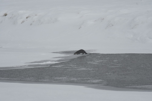 North American River Otter photographed in Wyoming