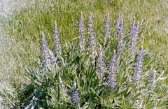 Lupinus aureonitens