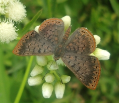 Calephelis aymaran