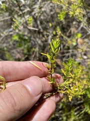 Clinopodium chilense