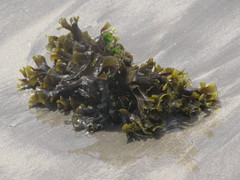 Padina durvillei