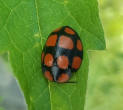 Botanochara decempustulata