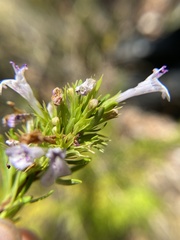 Clinopodium chilense