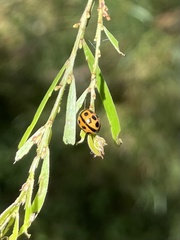 Peltoschema basicolle