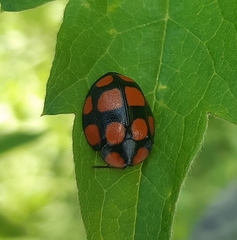 Botanochara decempustulata