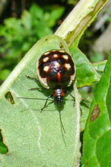 Metacycla marginata