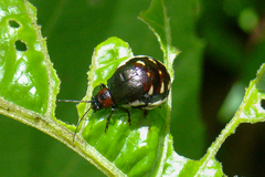Metacycla marginata