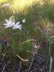 Ornithogalum concinnum