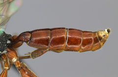 Dicaelotus