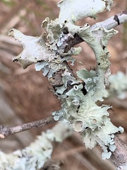 Parmotrema subrigidum