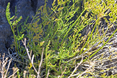 Lomatium scabrum scabrum