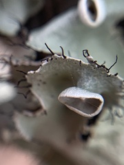 Parmotrema subrigidum