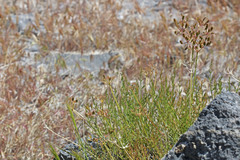 Lomatium scabrum scabrum