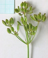Lomatium scabrum scabrum