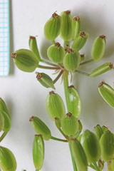 Lomatium scabrum scabrum