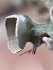 Parmotrema subrigidum