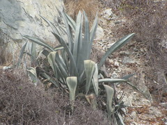 Agave beauleriana