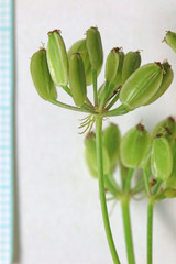 Lomatium scabrum scabrum