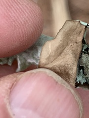 Parmotrema subrigidum